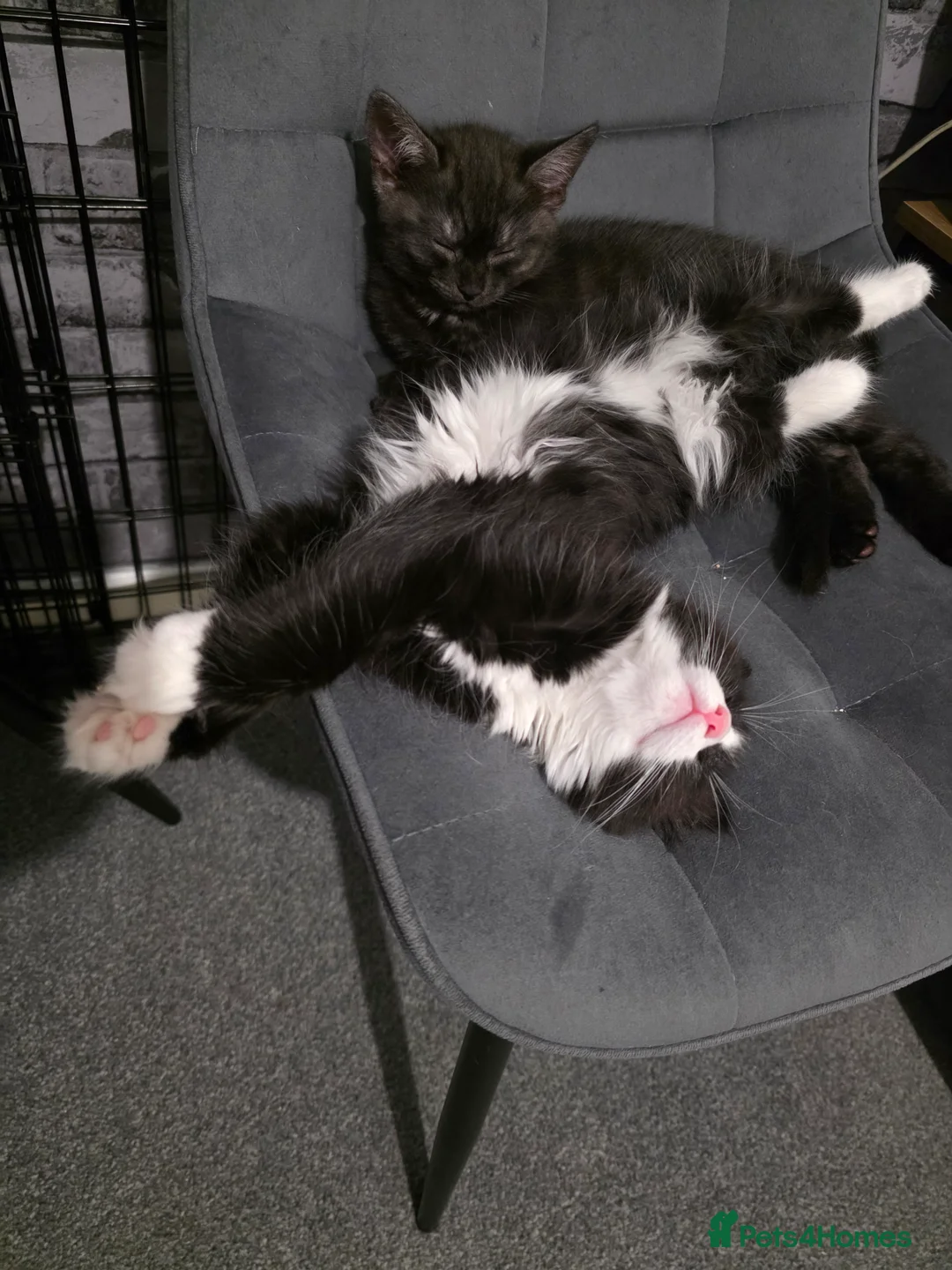 Mixed Breed cats for sale: Bonded sisters looking for forever home - Advert 6