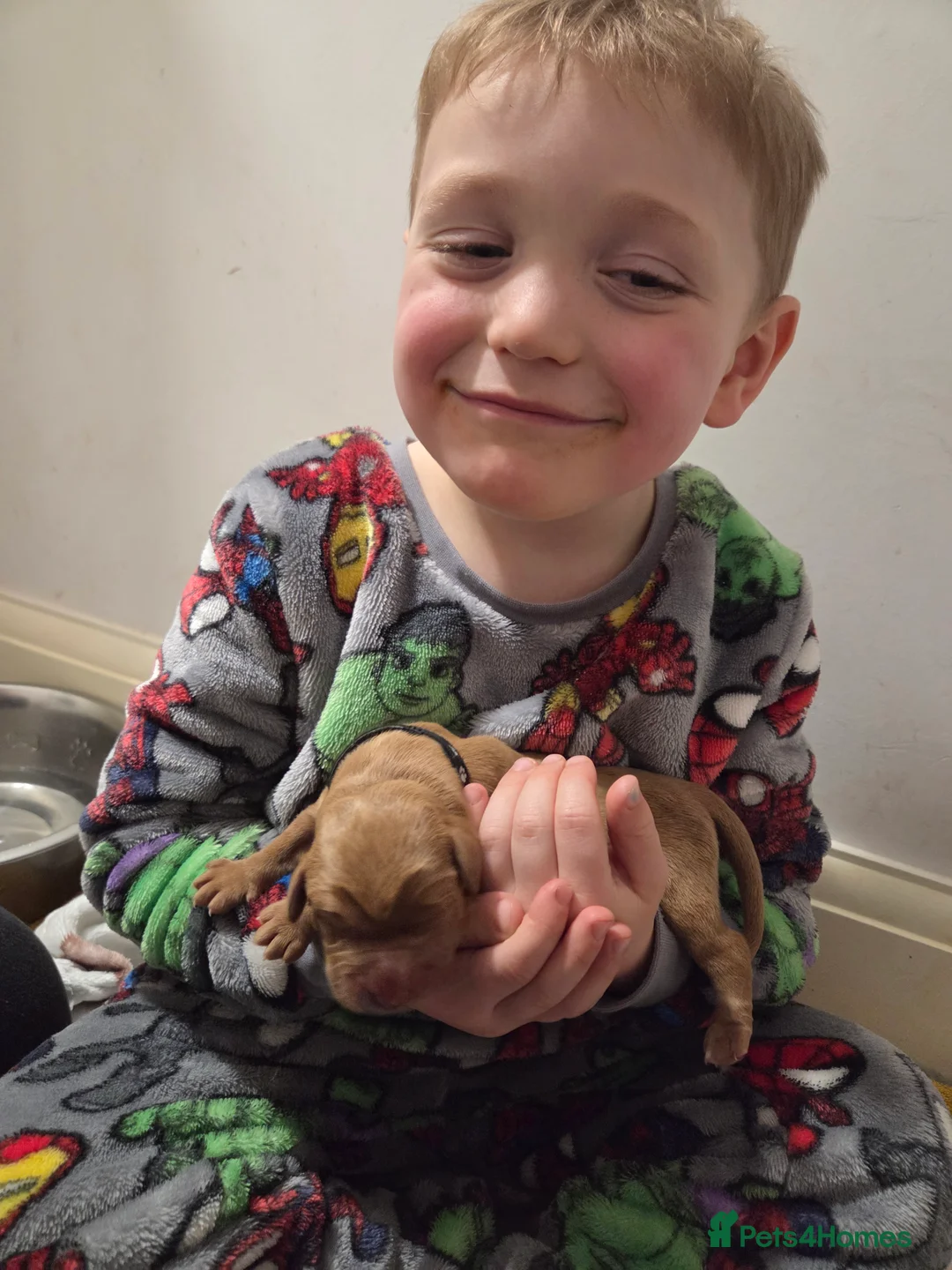 Labrador Retriever dogs for sale: Dark Fox Red Labrador Puppies - Advert 7