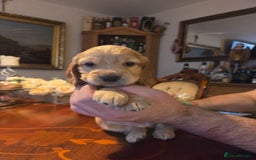 Cocker Spaniel dogs for sale: Beautiful and sweet puppy😊 - Image 22
