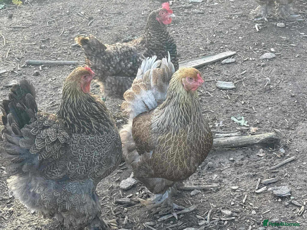 Chickens poultry for sale: Large Brahma hens available - Image 2
