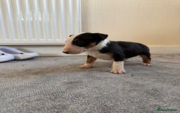 English Bull Terrier dogs for sale: 5* Stunning English Bull Terrier Pups  - Image 13