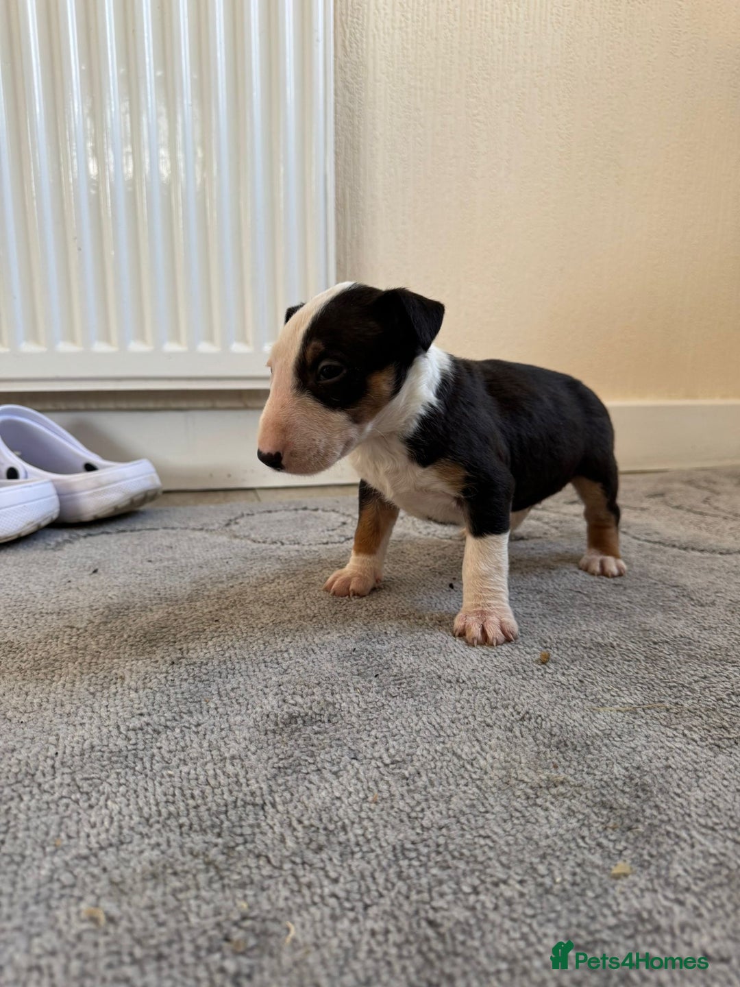 English Bull Terrier dogs for sale: 5* Stunning English Bull Terrier Pups  - Image 13