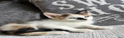 Mixed Breed cats for sale: Beautiful Kittens - Advert 11