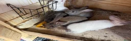 Mixed Breed rabbits for sale: Newzealand cross - Advert 2
