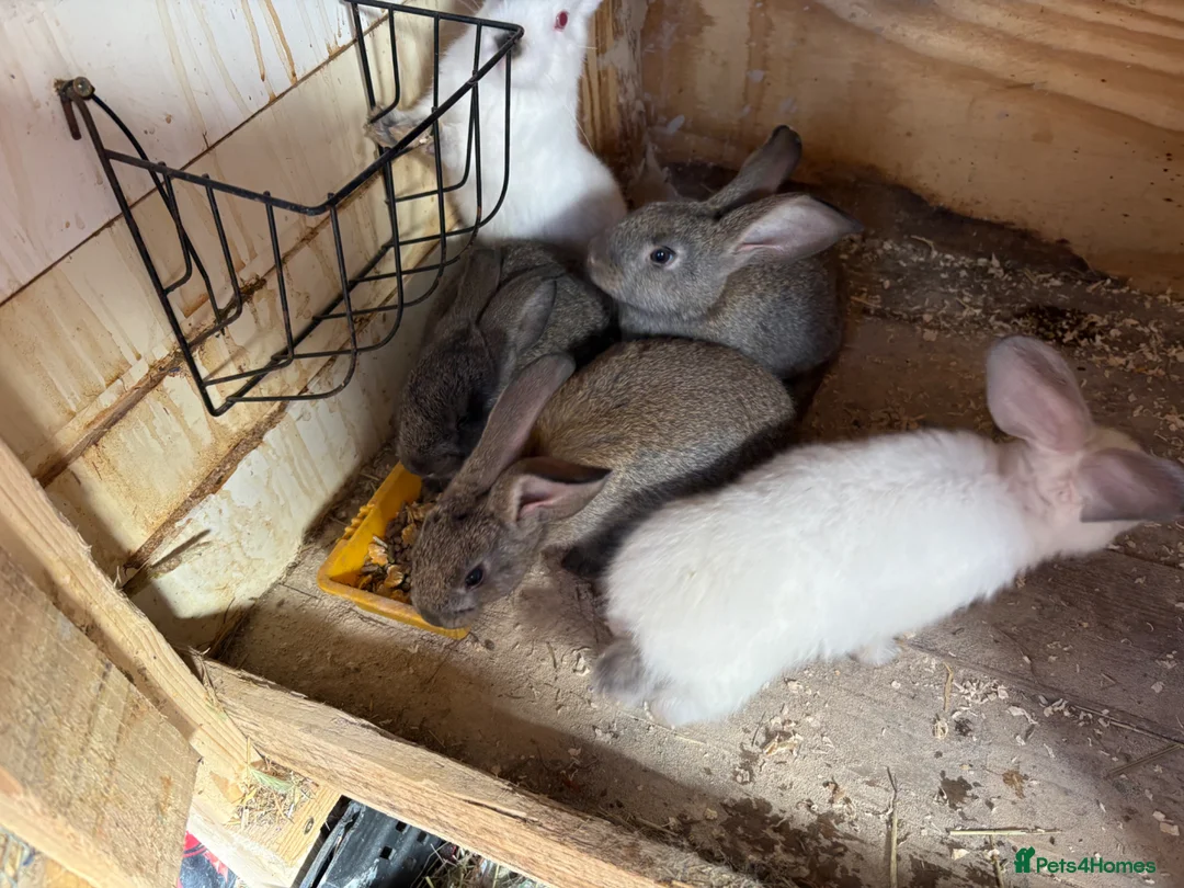 Mixed Breed rabbits for sale: Newzealand cross - Advert 2