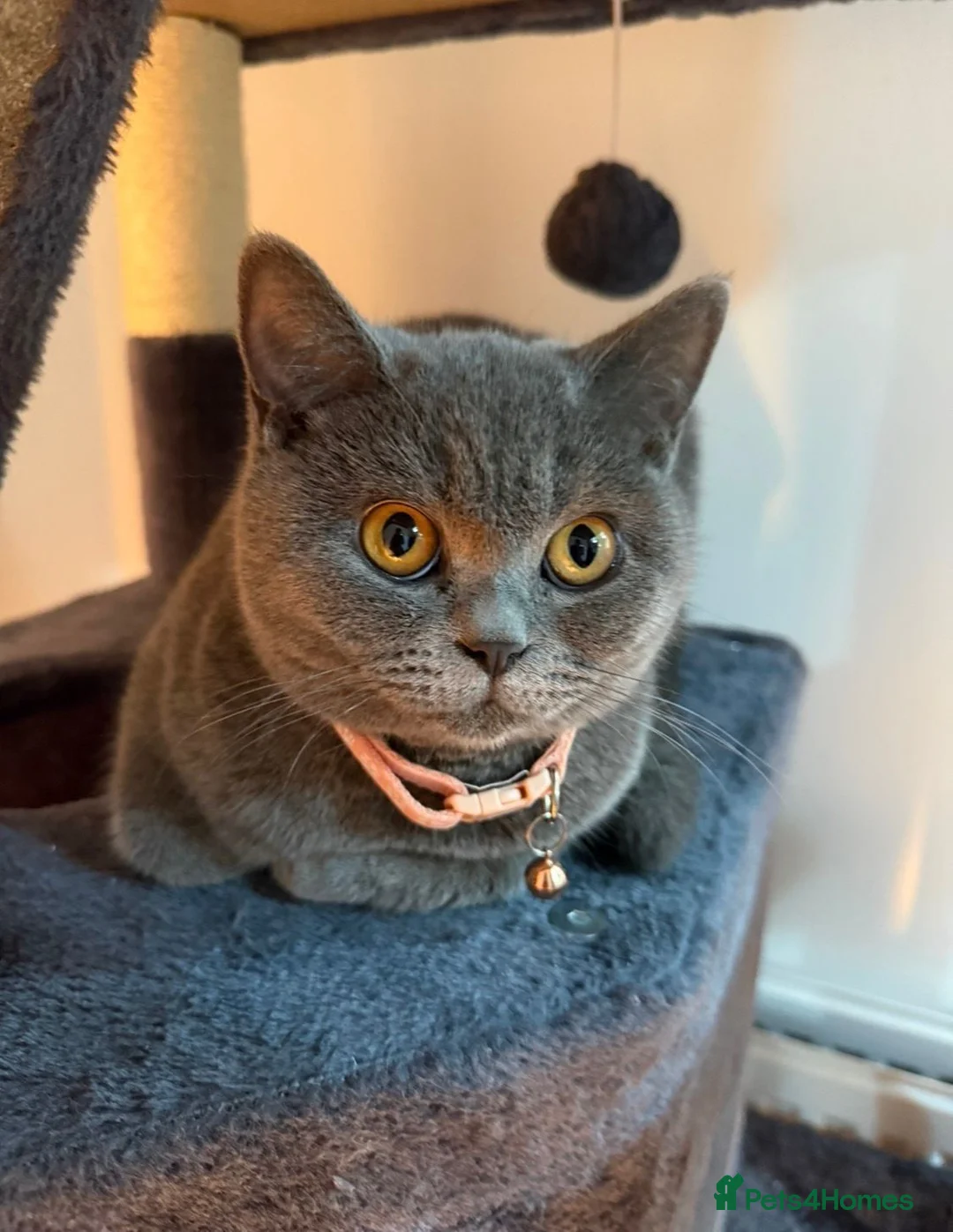 British Shorthair cats for sale: Grey British short hair 1 years old  in London - Advert 1
