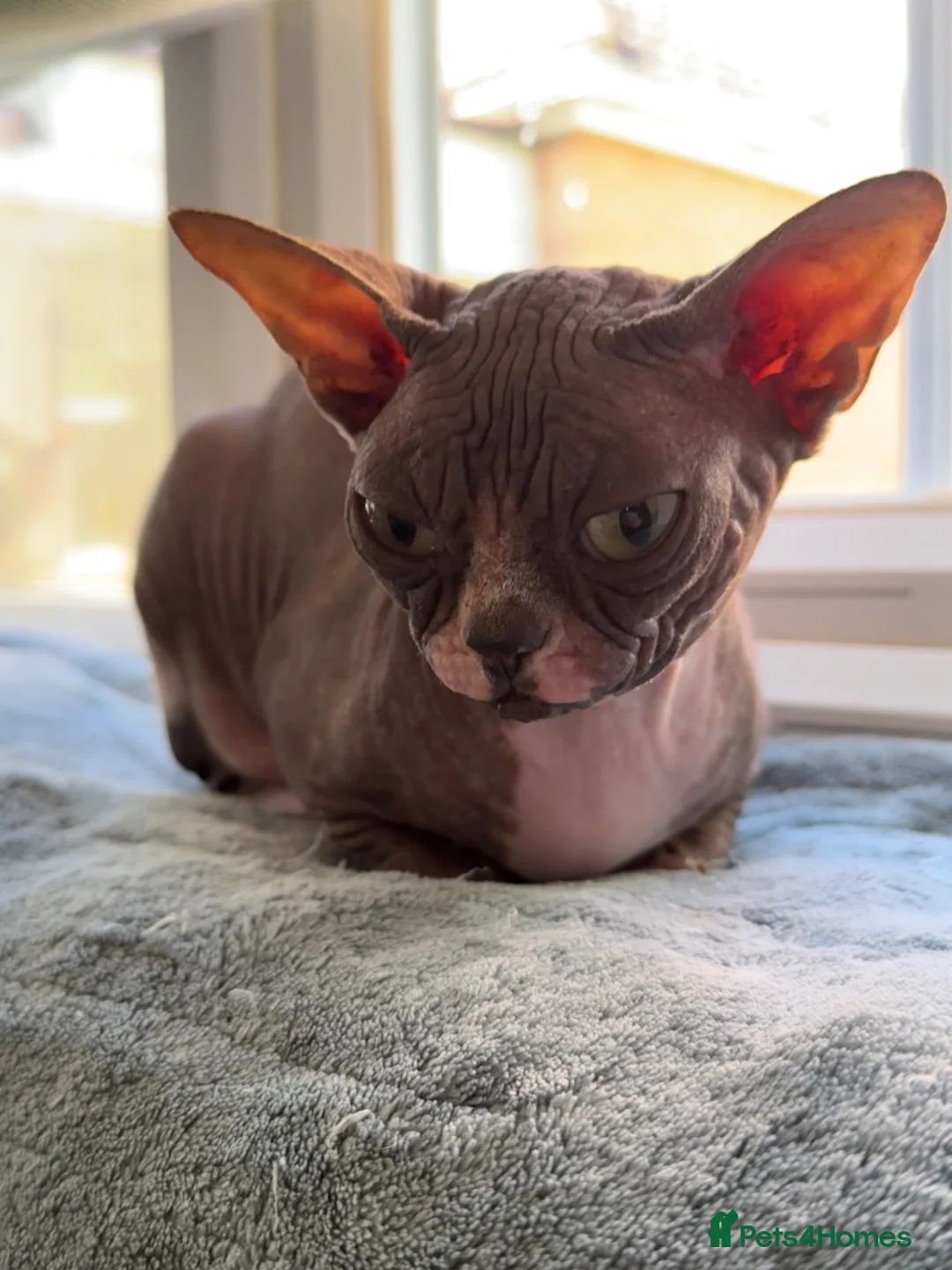 Sphynx cats for sale: Beautiful Retired Queen CHANEL  for a Loving Home - Advert 2