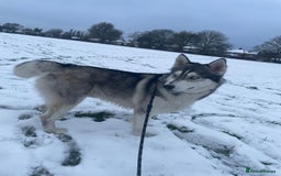 Siberian Husky dogs for stud: PROVEN KC Registered Siberian Husky Stud ONLY in Solihull - Image 11