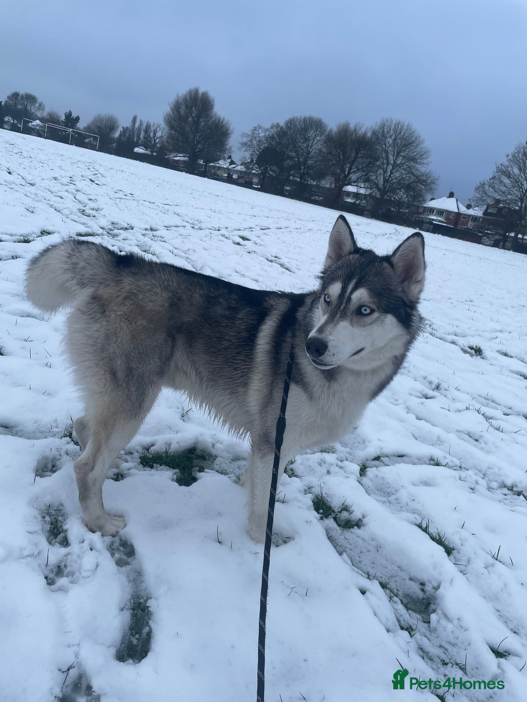 Siberian Husky dogs for stud: PROVEN KC Registered Siberian Husky Stud ONLY in Solihull - Image 11