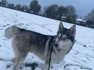 Siberian Husky dogs in Solihull - Advert 2