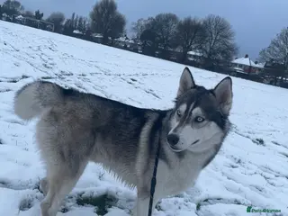 Siberian Husky dogs PROVEN KC Registered Siberian Husky Stud ONLY in Solihull - Advert 23