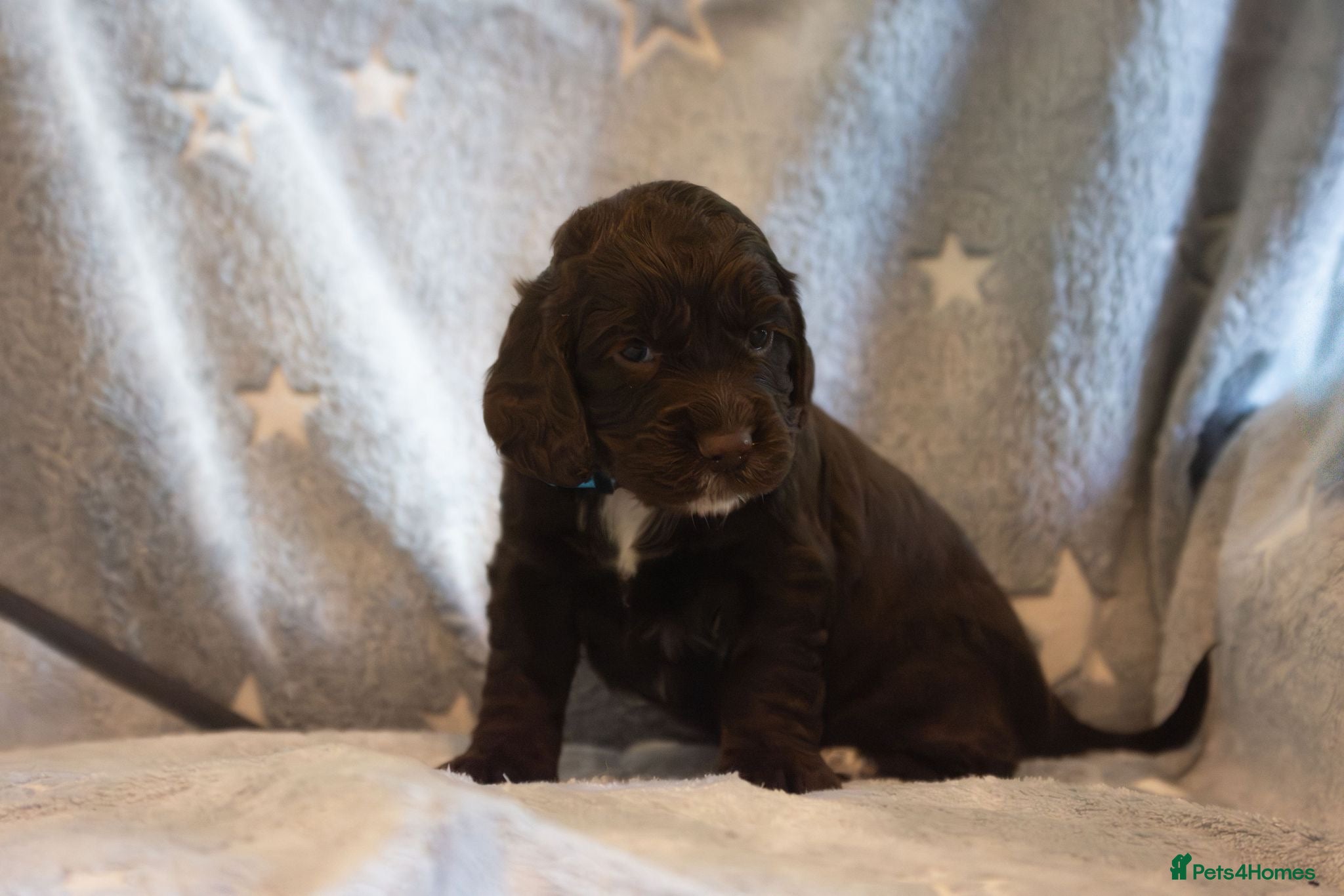 Cocker Spaniel dogs K.C reg. Working line Cocker Spaniels  - Advert 6