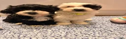 Havanese dogs for sale: Beautiful litter of pedigree havanese for sale - Advert 4
