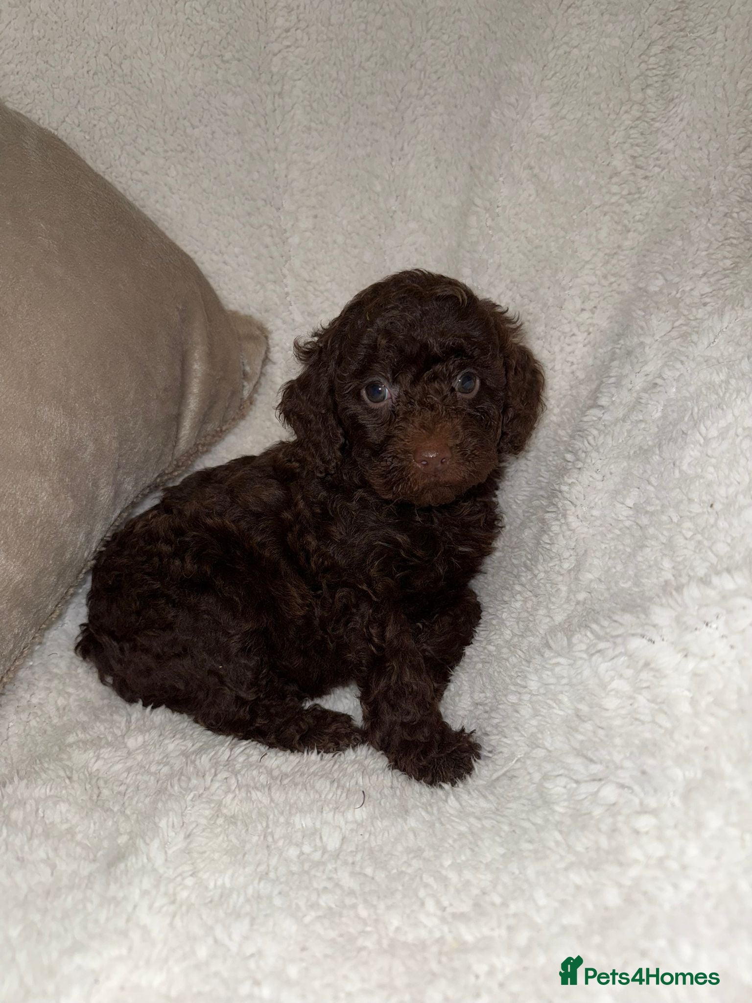 Miniature Poodle dogs 🩷🩷Stunning Chocolate Miniature Poodles🩷🩷 - Advert 18