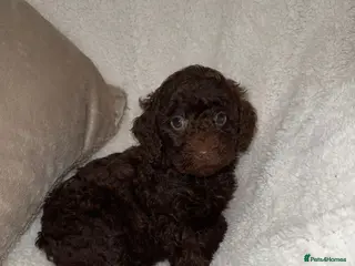 Miniature Poodle dogs 🩷🩷Stunning Chocolate Miniature Poodles🩷🩷 - Advert 18