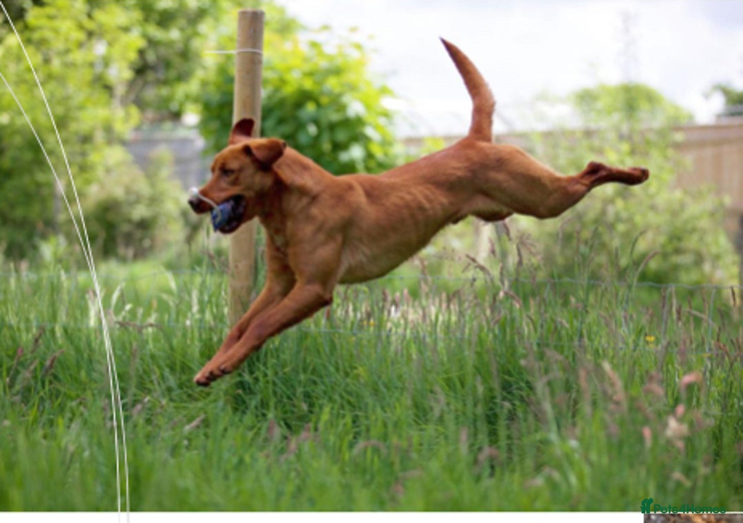 Labrador Retriever dogs for sale: KC Reg ‘Fox Red’ Labrador Retrievers  - Image 3