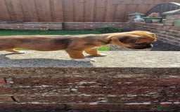Mixed Breed dogs for sale: Jack Russell x Boarder Terrier girl pup - Image 12