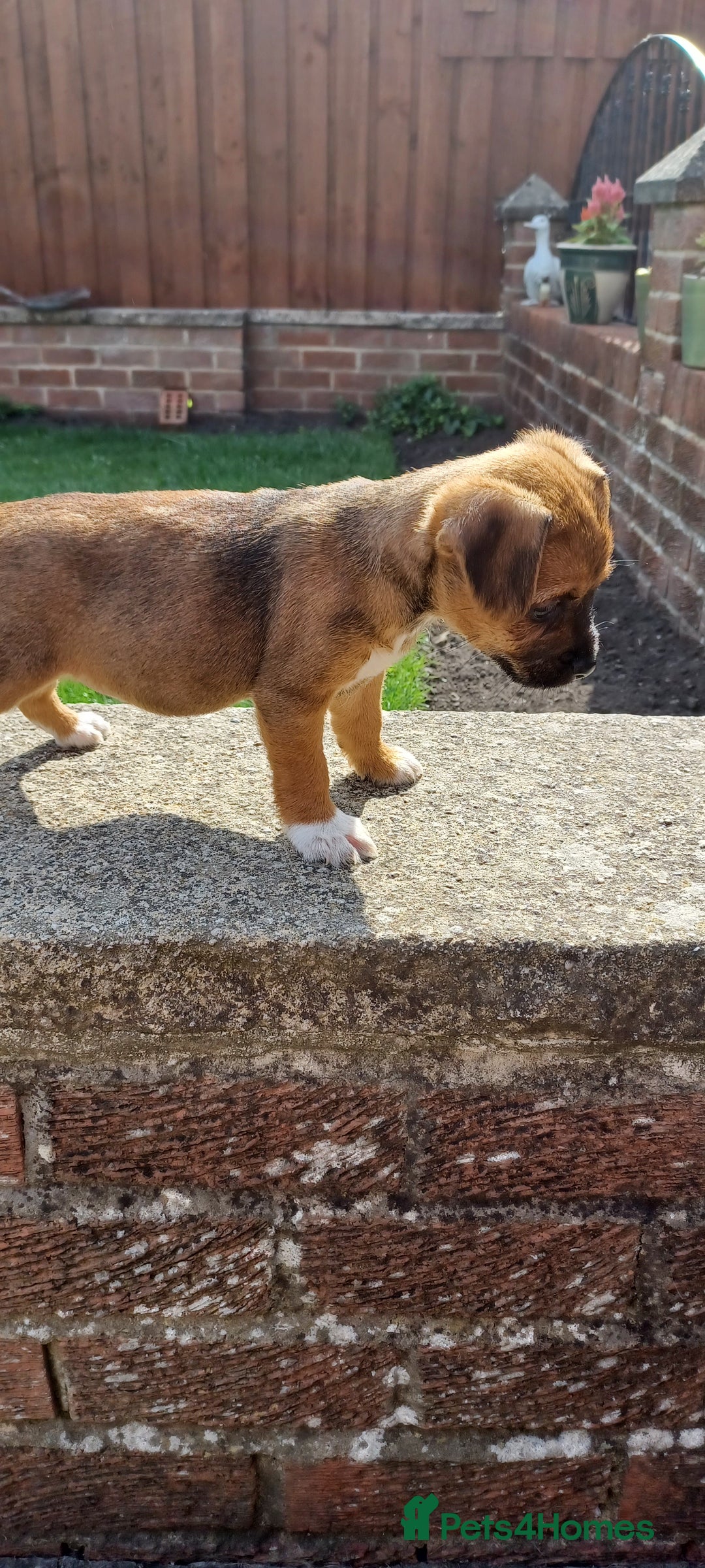 Mixed Breed dogs for sale: Jack Russell x Boarder Terrier girl pup - Image 12