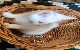 Maine Coon cats for sale: Maincoon kittens  - Image 1