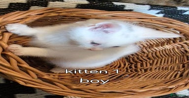 Maine Coon cats - Advert 6
