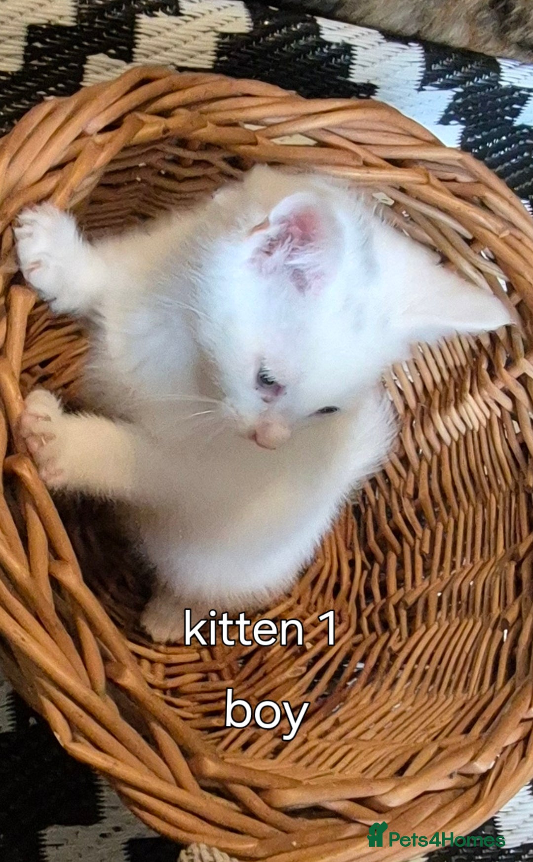 Maine Coon cats for sale: Maincoon kittens  - Image 1