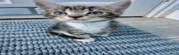 British Shorthair cats for sale: 3 beautiful kittens - Advert 6