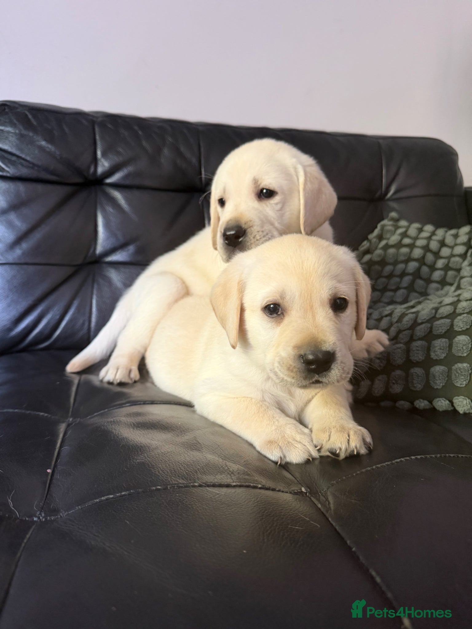 Labrador Retriever dogs 🐾 Chunky Labrador Puppies ready soon🐾 - Advert 2