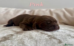 Cocker Spaniel dogs for sale: Top Quality KC Registered Show Cocker Spaniels - Image 7