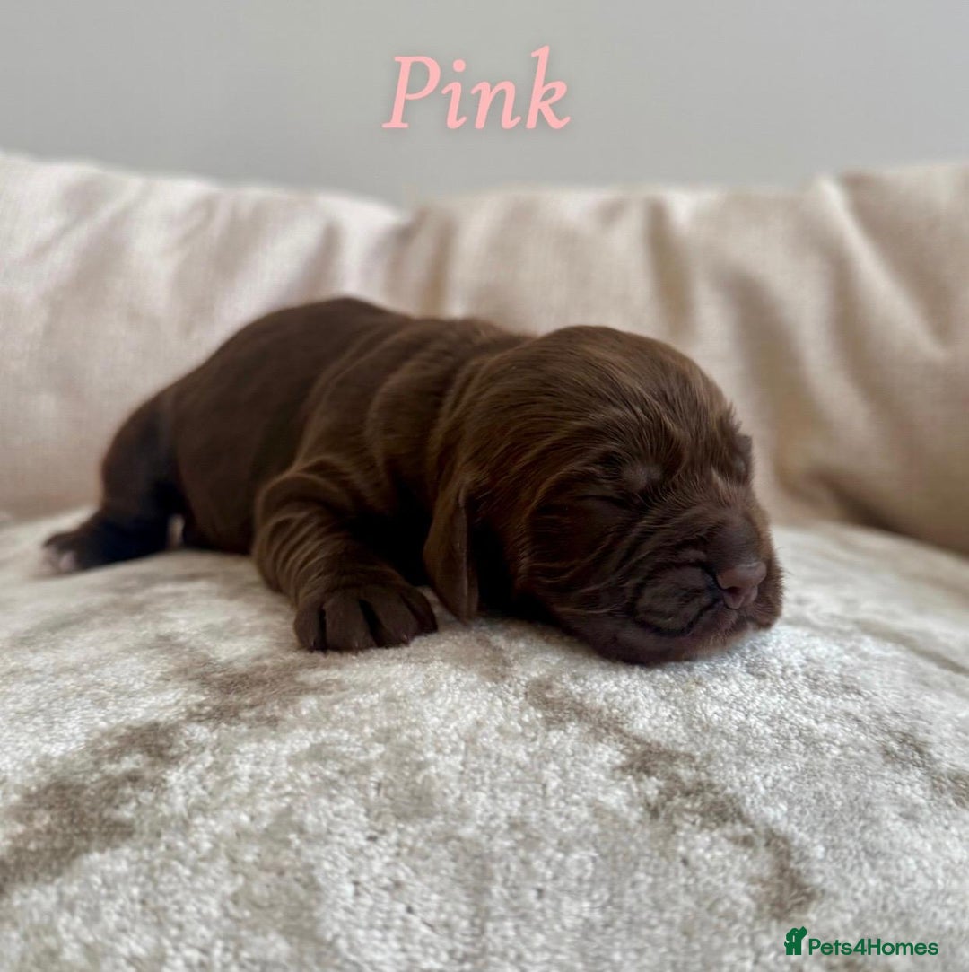 Cocker Spaniel dogs for sale: Top Quality KC Registered Show Cocker Spaniels - Image 7