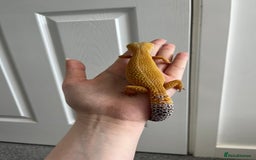 Leopard Gecko reptiles for sale: Beautiful Leopard Gecko  - Advert 3