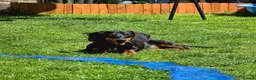 Miniature Dachshund dogs for sale: KC registered Black & tan Miniature daschund - Advert 5