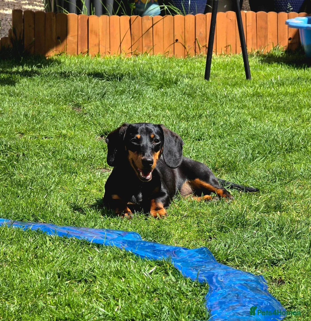 Miniature Dachshund dogs for sale: KC registered Black & tan Miniature daschund - Advert 5