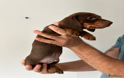 Dachshund dogs for sale: REDUCED*1 LEFT!! *BEAUTIFUL Miniature Dachshund's  - Image 6