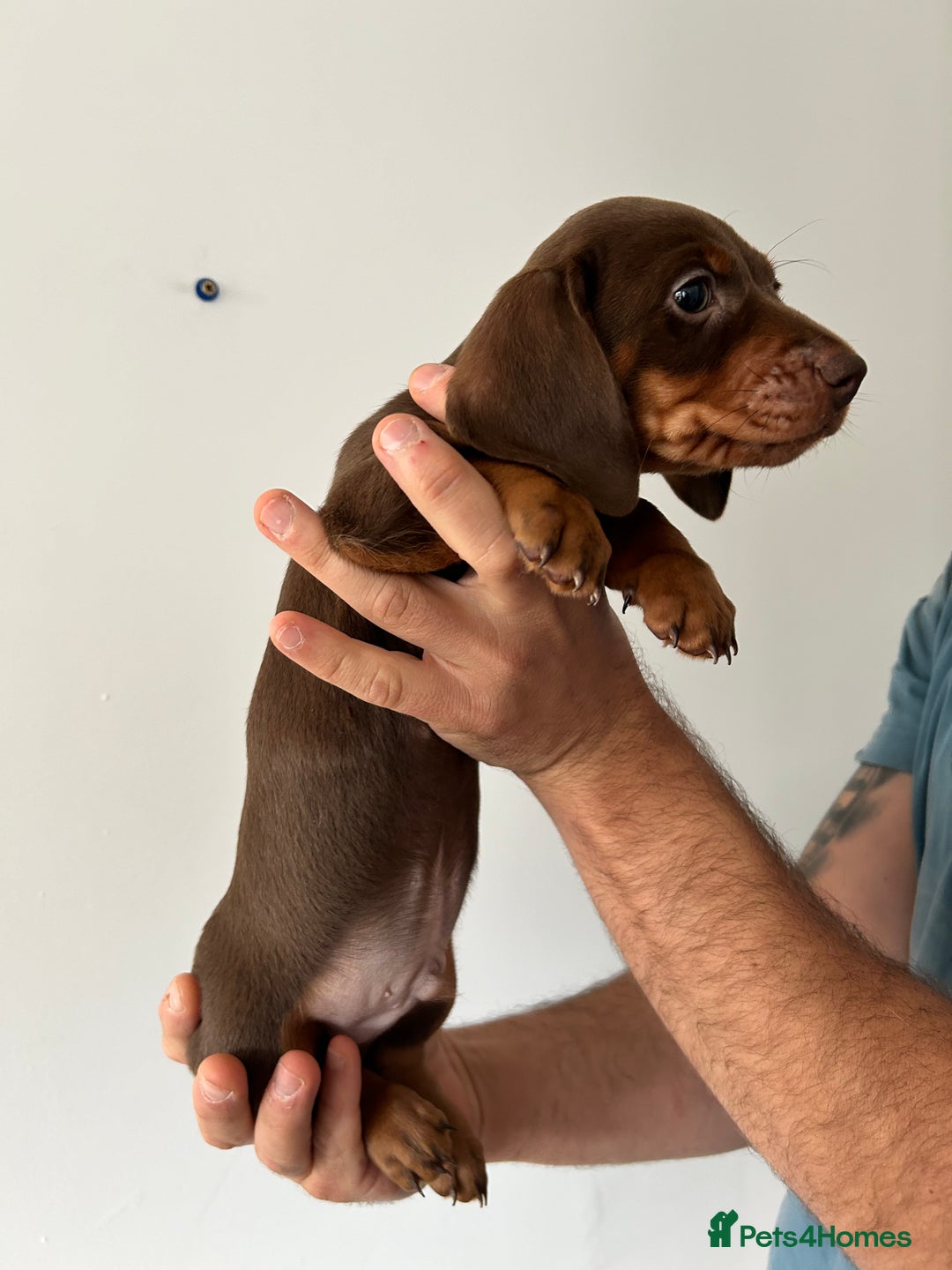 Dachshund dogs for sale: REDUCED*1 LEFT!! *BEAUTIFUL Miniature Dachshund's  - Image 6