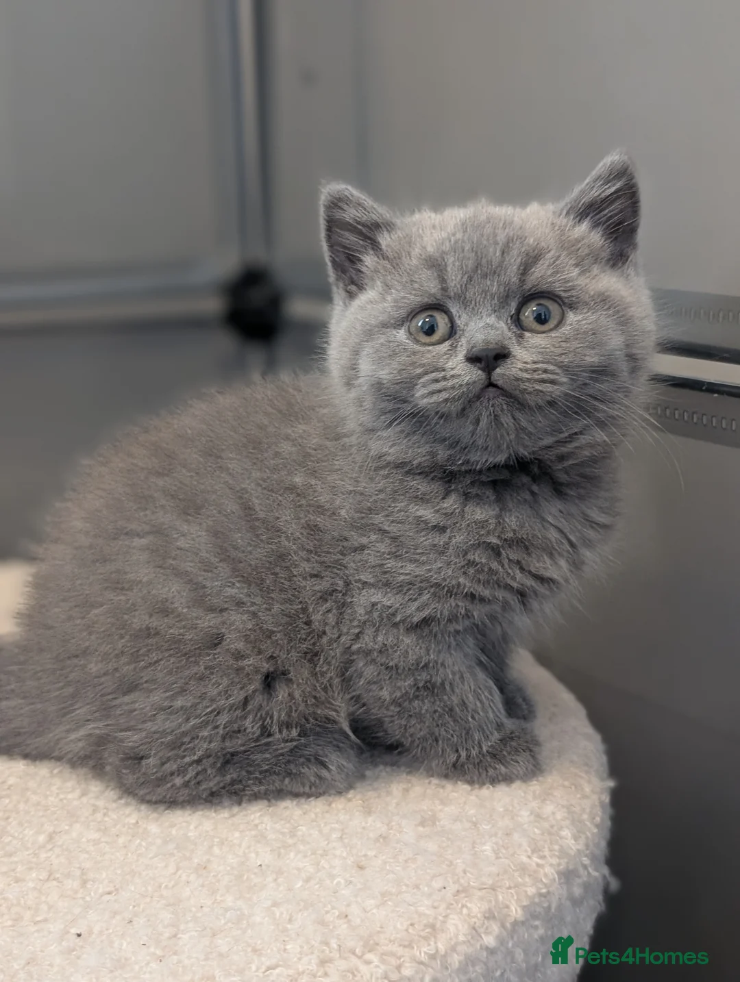 British Shorthair cats for sale: GCCF British Shorthair and longhair kittens  - Advert 1