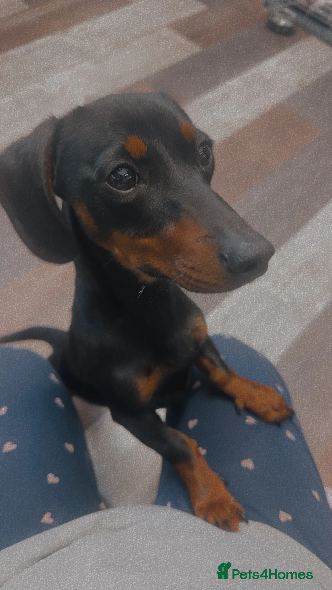 Miniature Dachshund dogs for sale: Female miniature dachshund  - Advert 4