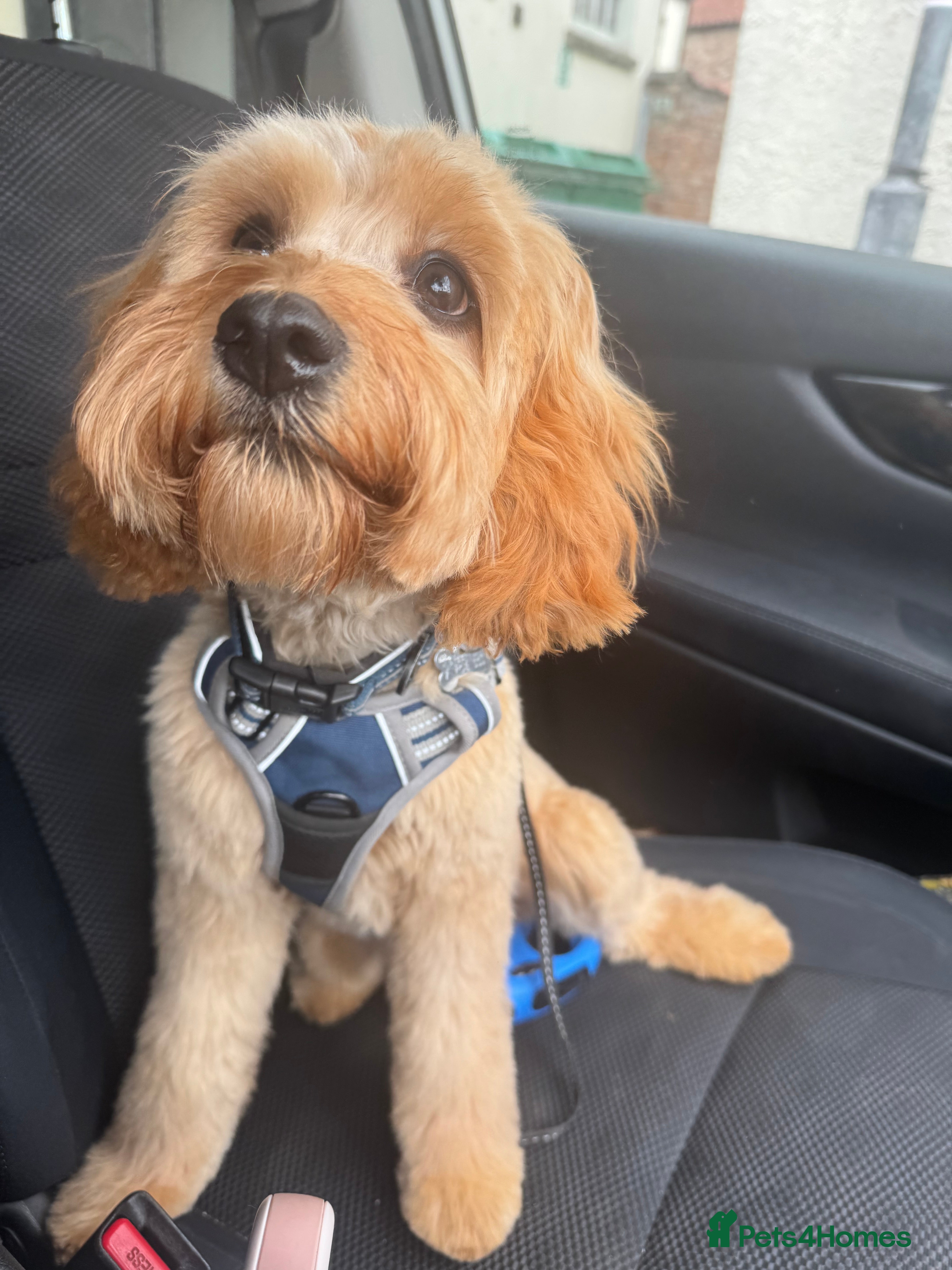 Cavapoo dogs Cavapoo puppies  - Advert 14