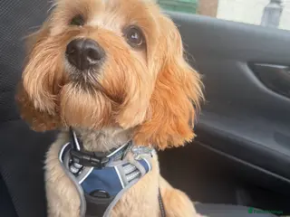 Cavapoo dogs Cavapoo puppies - Advert 14