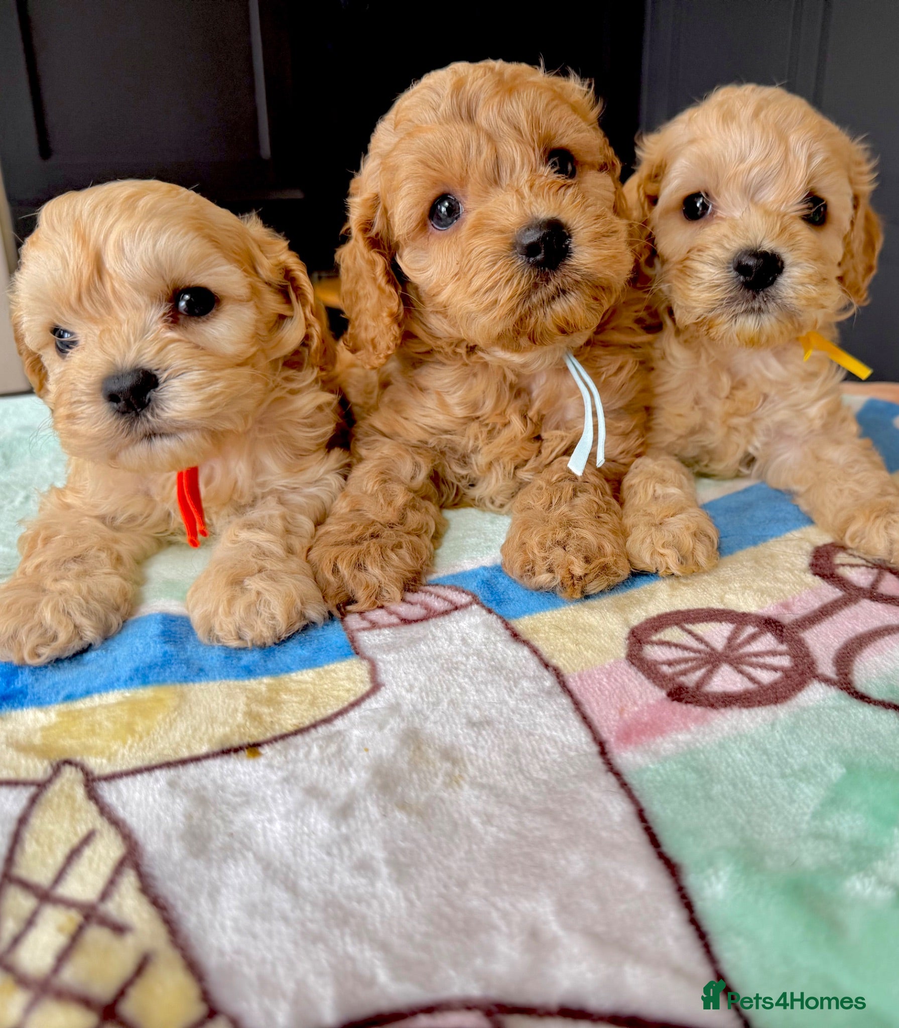 Cockapoo dogs ✨💥 Absolutly stunning Cockerpoo pups ready soon✨ - Advert 1