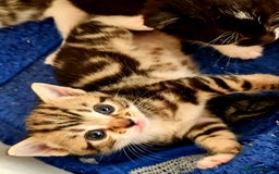 Mixed Breed cats for sale: Sweet Black & White & Tabby Kittens - Image 21