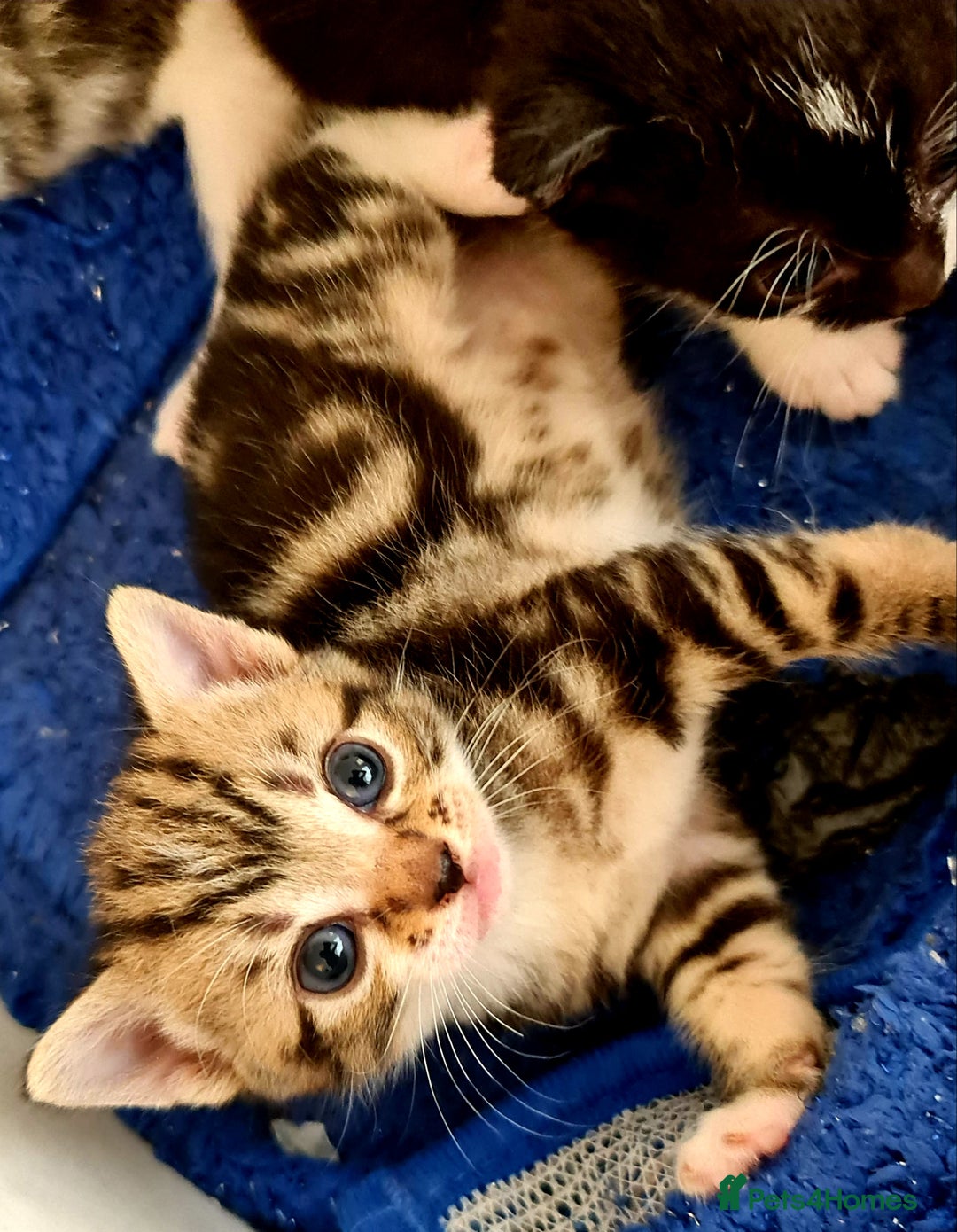 Mixed Breed cats for sale: Sweet Black & White & Tabby Kittens - Image 21