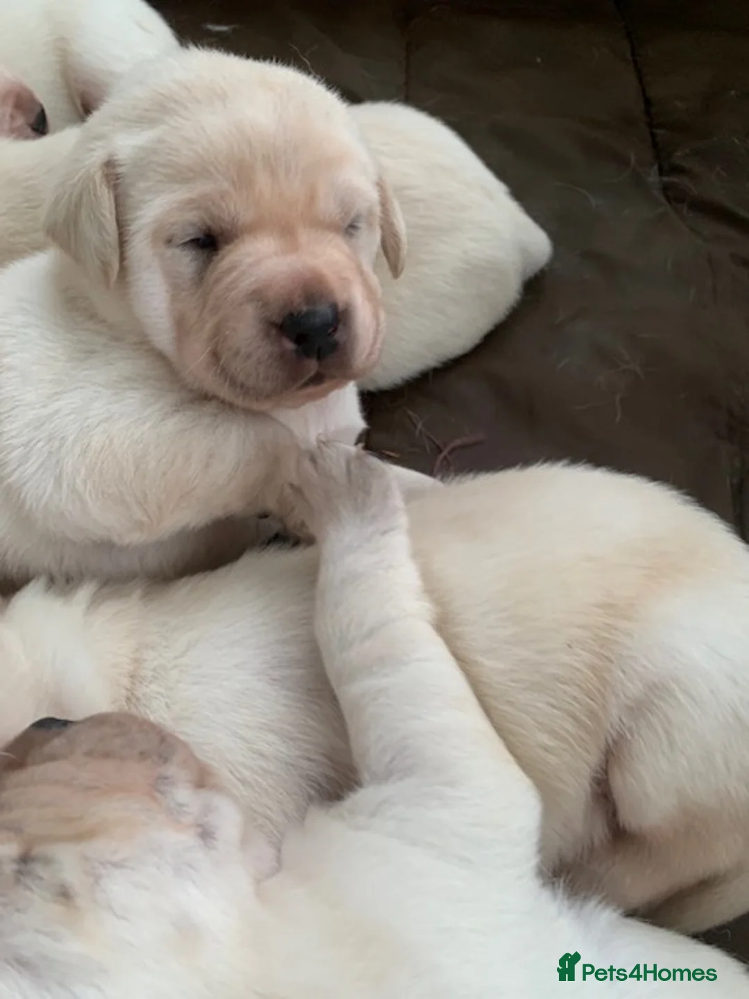 Labrador Retriever dogs for sale: kc registered labradors - Advert 9