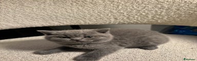 British Shorthair Kitten 1
