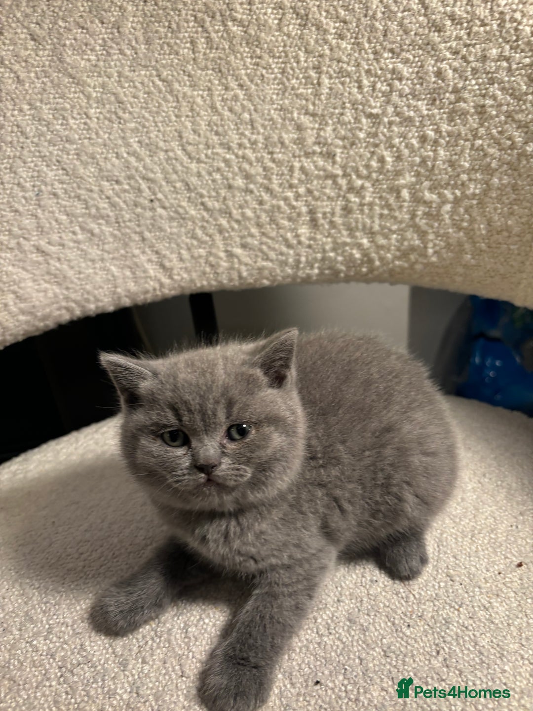 Brazilian Shorthair cats for sale: British Short Hair Kittens Available  - Advert 10