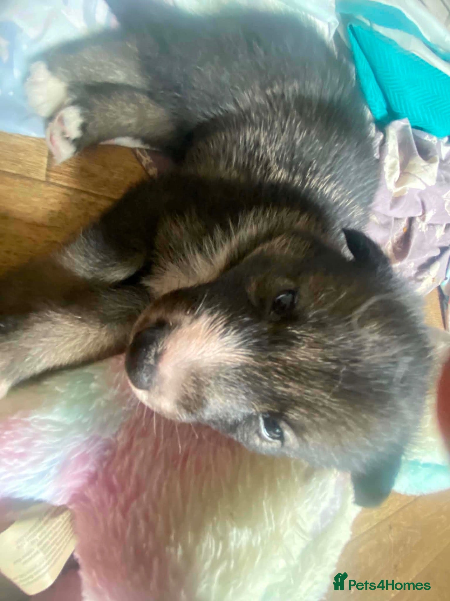 Mixed Breed dogs 5 x collie x husky x sheperd puppies - Advert 14