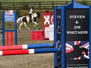 Belgian Warmblood horses - Advert 3