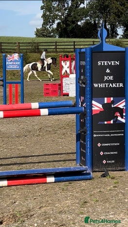 Belgian Warmblood horses - Advert 3