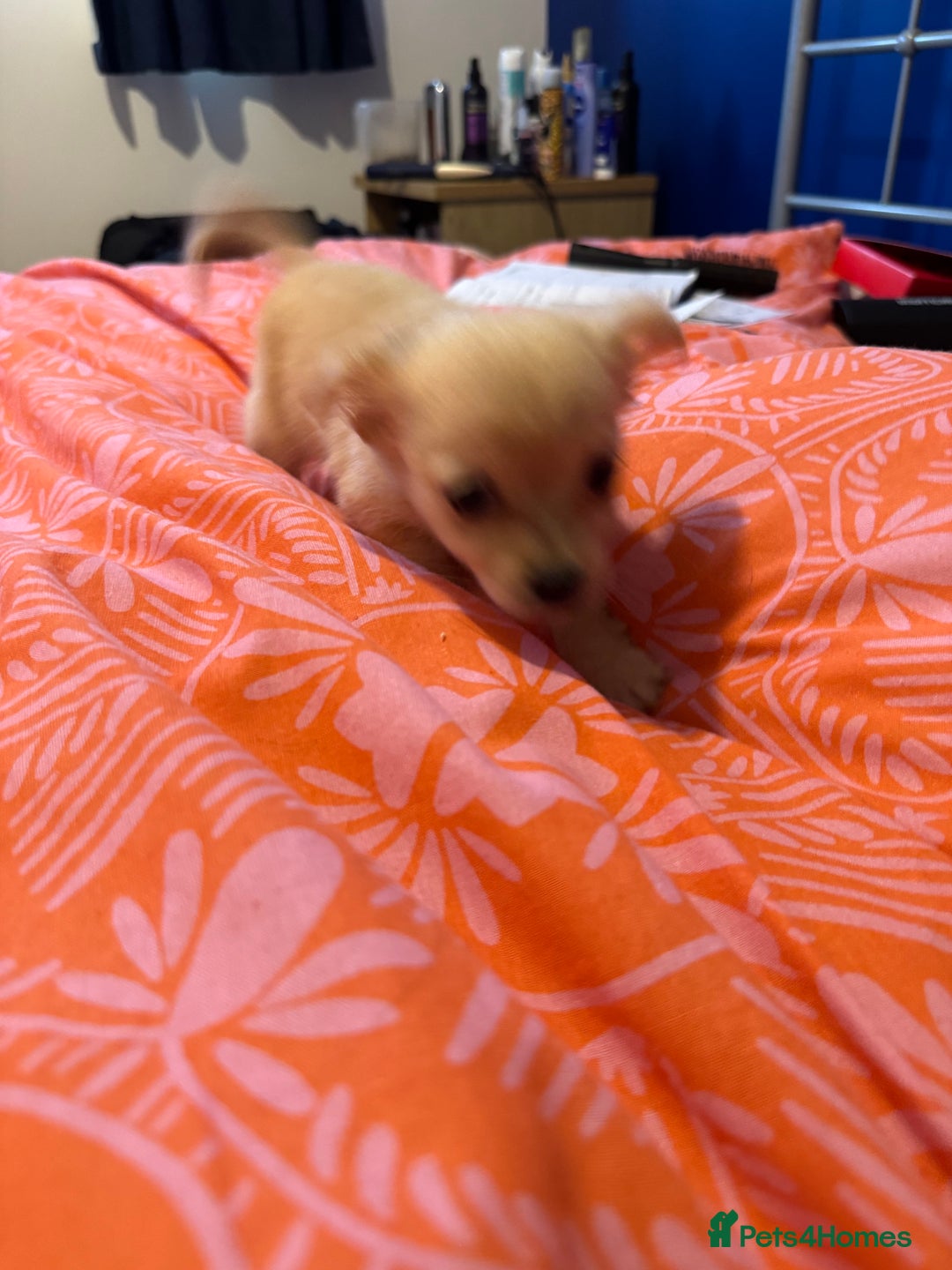 Chihuahua dogs for sale: chocolate boy black n tan boy creamish girl  - Advert 9