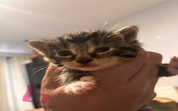 Mixed Breed cats for sale: Kittens - Image 7