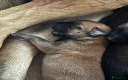 Mixed Breed dogs for sale: German shepherd x whippet  - Image 10